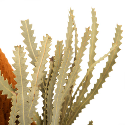 Vickerman 12" Jumbo Autumn Banksia Flower with Stem. Includes 3 Stems per Pack. Dried