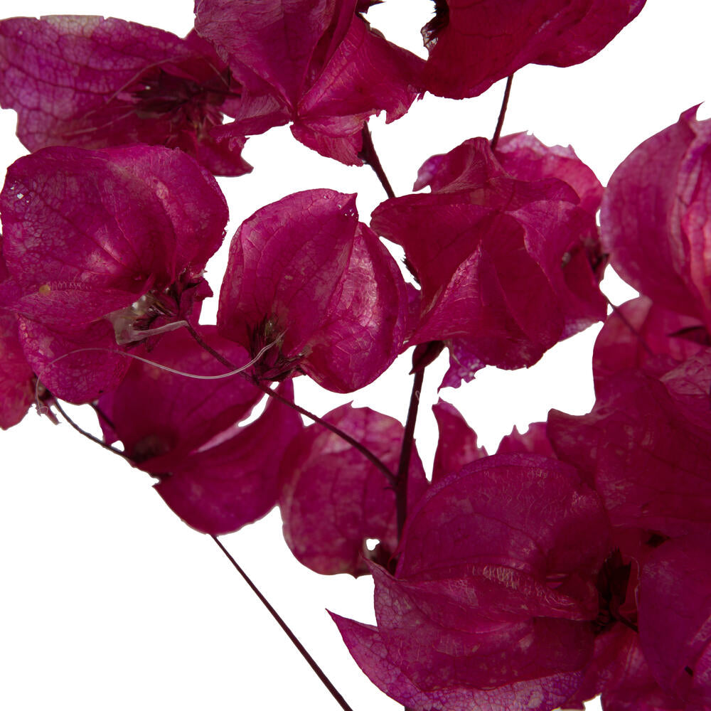 Vickerman 13.5-17" Raspberry Dried Cara Blossom Bundle Preserved.