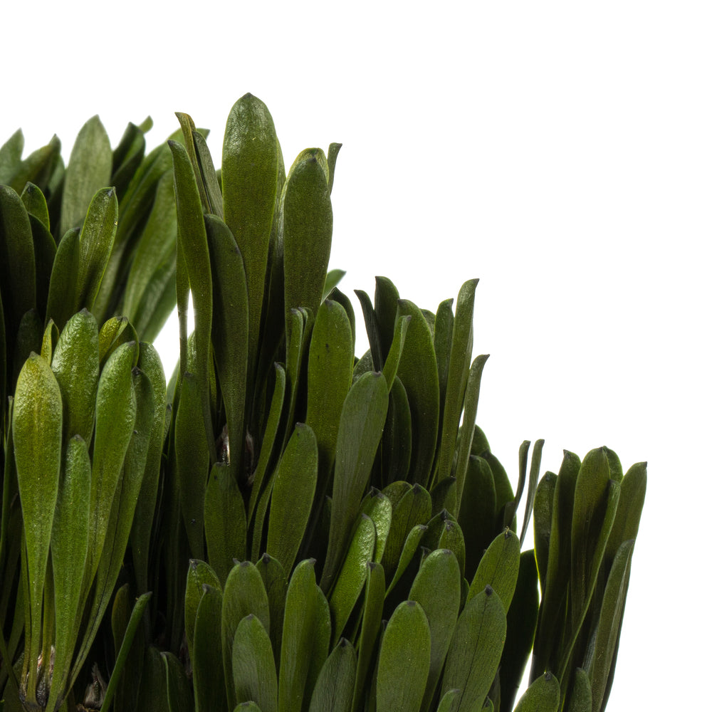 Vickerman 18-24" Spring Green Platys Foliage Comes in a 5 oz Bundle Preserved