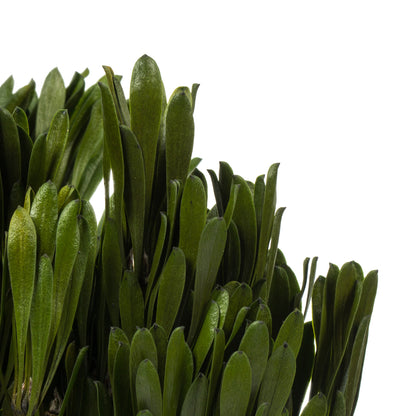 Vickerman 18-24" Spring Green Platys Foliage Comes in a 5 oz Bundle Preserved