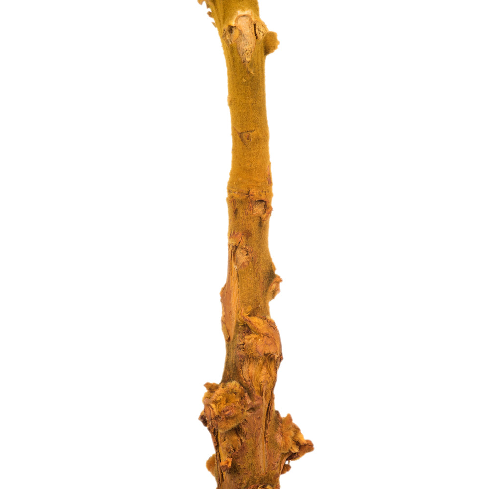Vickerman 8" flower Aspen Gold Queen Flower 1 stem Dried