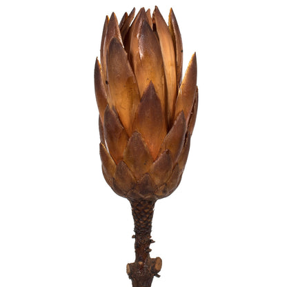 Vickerman 8-12" Mocha Latte Repens - Natural Stem -Bulk case 180 pieces Dried