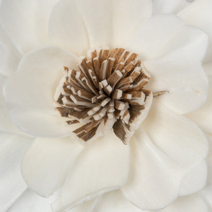 Vickerman Natural Botanicals 4" Natural Dried Anemone Sola Flower on 12" wire stem- 12 stem/polybag.