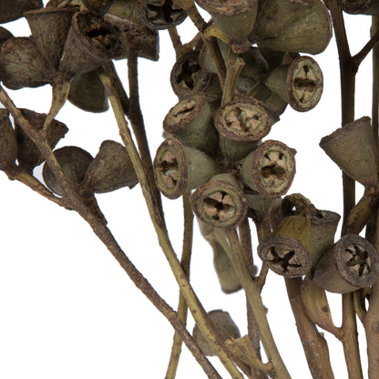 Vickerman Natural Botanicals 11" x 2-4" Conical Gum Branch 20 stems per unit