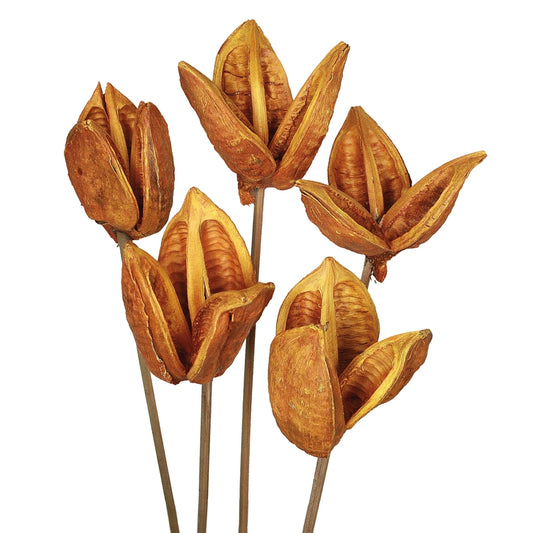 Vickerman 16" Aspen Gold Sora Pod attached to a Wood Stem.  Includes 5 Stems per Pack Dried