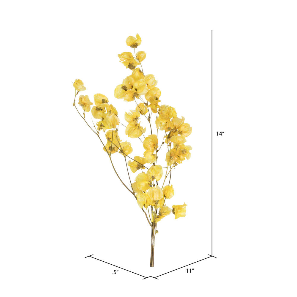 Vickerman 13.5-17" Yellow Dried Cara Blossom Bundle Preserved.