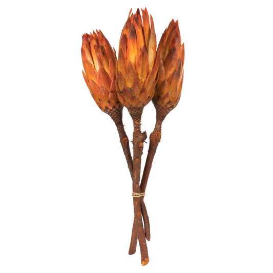 Vickerman 8-12" Nectarine Repens - Natural Stem -Bulk case 180 pieces Dried