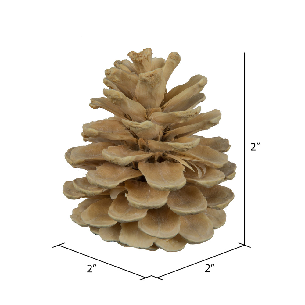 Vickerman Natural Botanicals 2" Blue Pine Bleached. Includes 25 Pieces per Unit