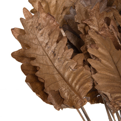 Vickerman Natural Botanicals 20" Oak Leaf Natural on Natural Ting Ting. Includes 100 pieces per Pack.