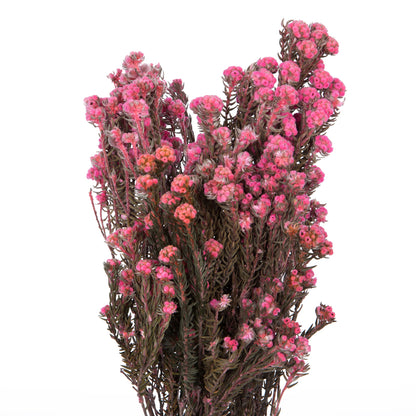 Vickerman 16-22" Light Pink Cotton Phylica Flower 4-5 oz Bundle Preserved