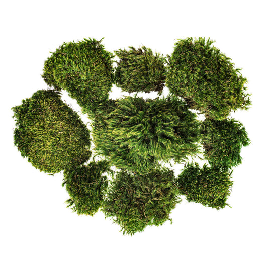 Vickerman Premium Green Mood Moss Preserved