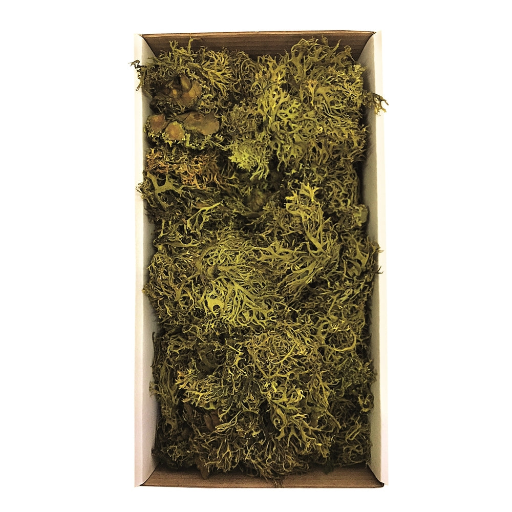 Vickerman Tray Moss Green Moss Wolf Lichen - 8-9 oz Preserved