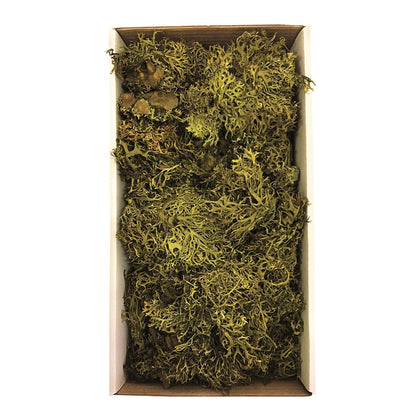 Vickerman Tray Moss Green Moss Wolf Lichen - 8-9 oz Preserved
