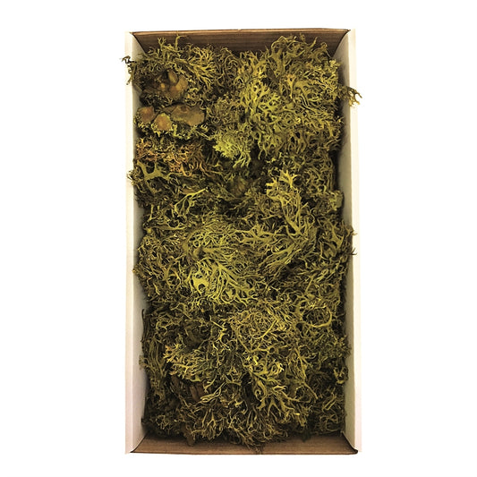 Vickerman Tray Moss Green Moss Wolf Lichen - 8-9 oz Preserved