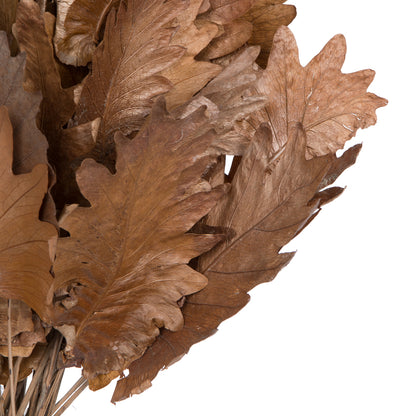 Vickerman Natural Botanicals 20" Oak Leaf Natural on Natural Ting Ting. Includes 100 pieces per Pack.