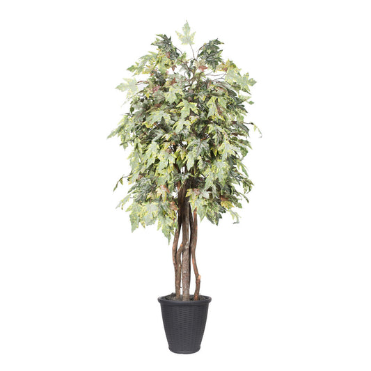 Vickerman 6' Artificial Frosted Maple Executive Tree Gray Round Plastic Container.