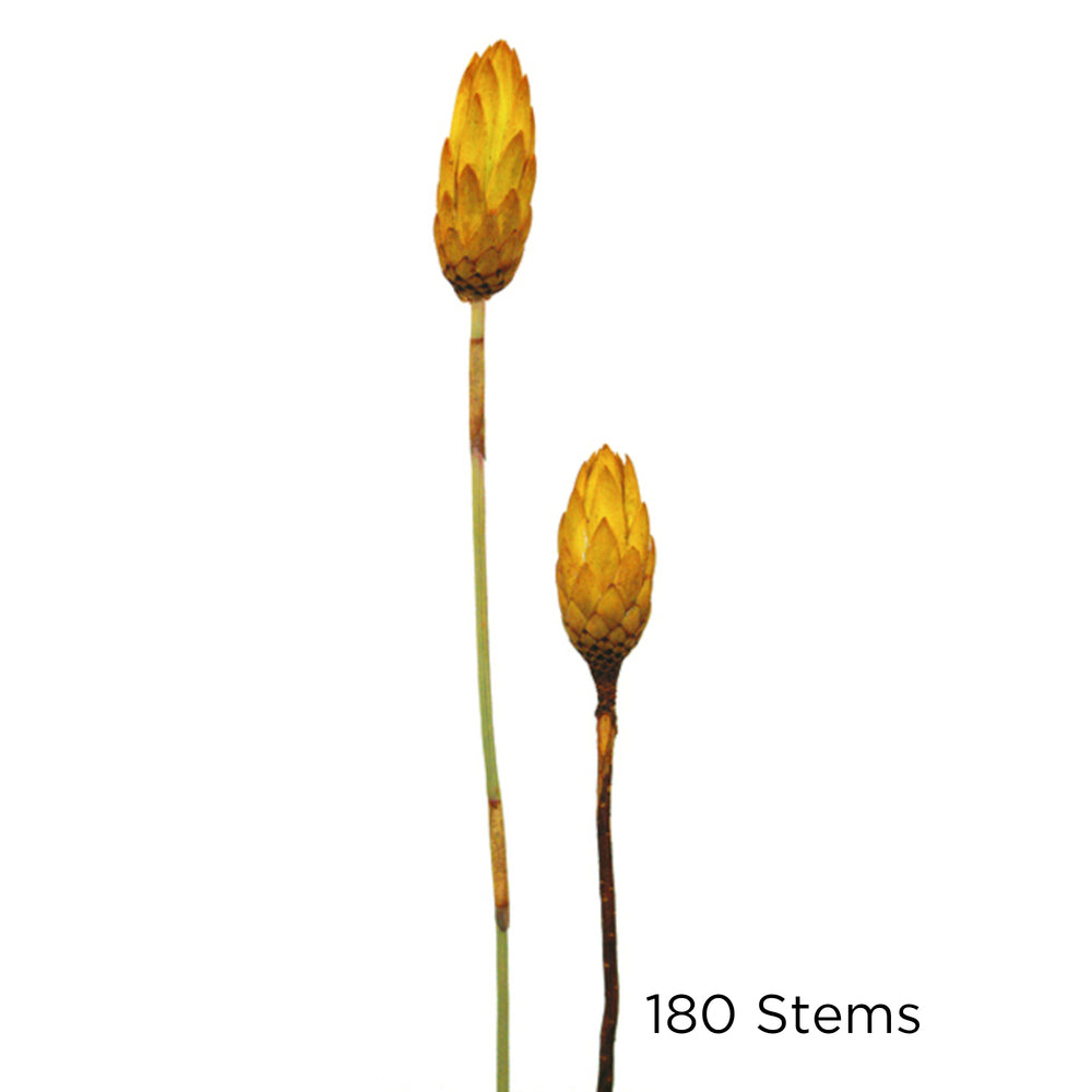 Vickerman 8-12" Lemon Yellow Repens - Natural Stem -Bulk case 180 pieces Dried