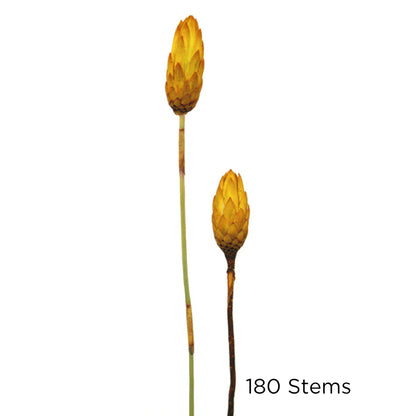 Vickerman 8-12" Lemon Yellow Repens - Natural Stem -Bulk case 180 pieces Dried