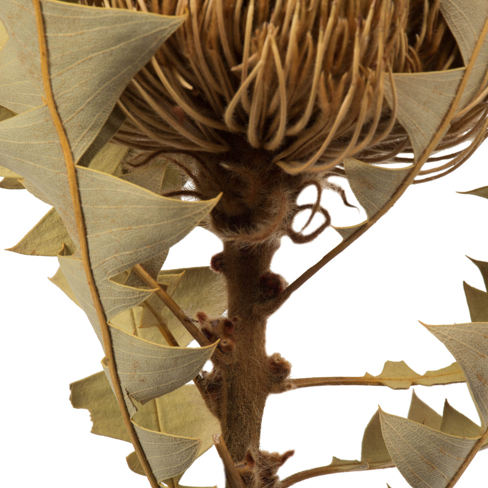 Vickerman 12" Natural Baxteri (Banksia) Flower with Stem. Includes 3 Stems per Pack Dried