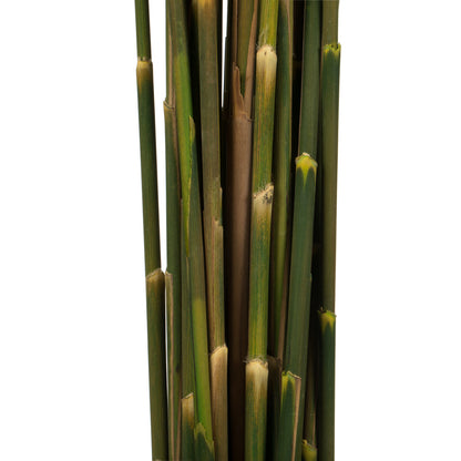 Vickerman 36" Aspen Gold Plume Reed Bundle (15-20 stems) Preserved