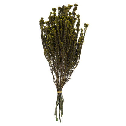 Vickerman 16-22" Basil Cotton Phylica Flower 4-5 oz Bundle Preserved
