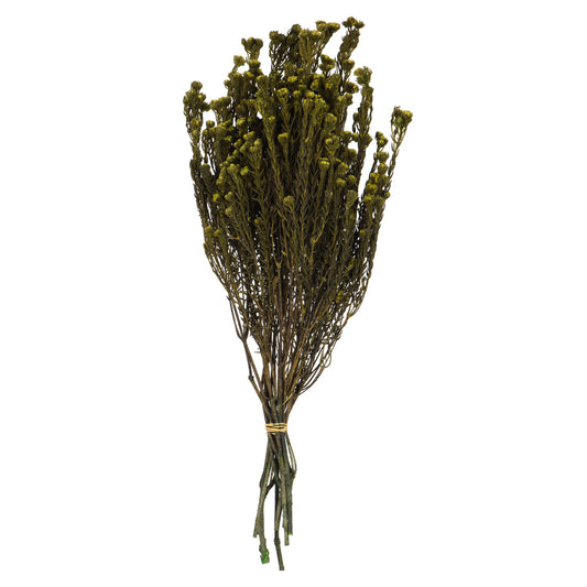 Vickerman 16-22" Basil Cotton Phylica Flower 4-5 oz Bundle Preserved
