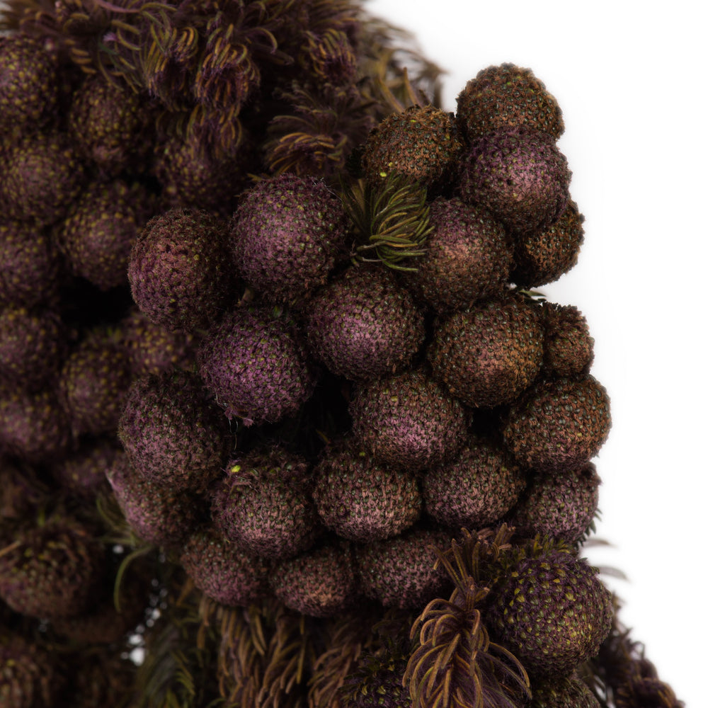 Vickerman 12-16" Violet Brunia 4 oz Bundle Preserved