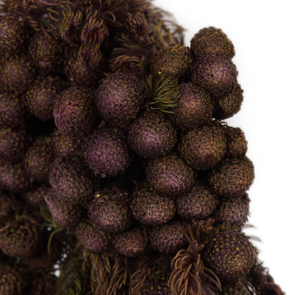 Vickerman 12-16" Violet Brunia 4 oz Bundle Preserved
