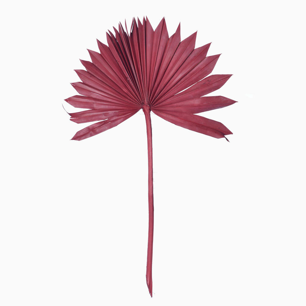 Vickerman Natural Botanicals 13.75 - 19.5" Deep Red Dried Palm Sun Spear 12 per bag.