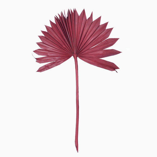 Vickerman Natural Botanicals 13.75 - 19.5" Deep Red Dried Palm Sun Spear 12 per bag.