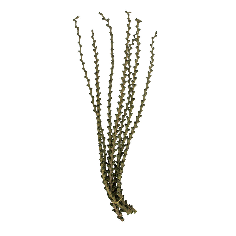 Vickerman 40-48" Green Ladder Branches. Includes 7 Extra Large Straight Branches Dried