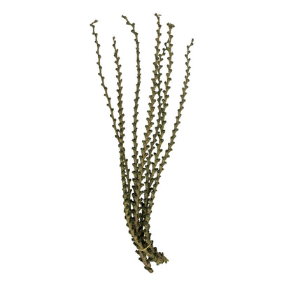 Vickerman 40-48" Green Ladder Branches. Includes 7 Extra Large Straight Branches Dried