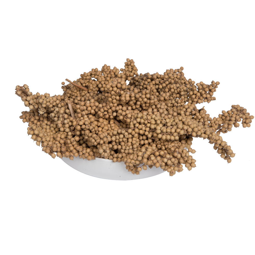 Vickerman Natural Botanicals 6"-8" Canella Natural 25 Pcs/Pack