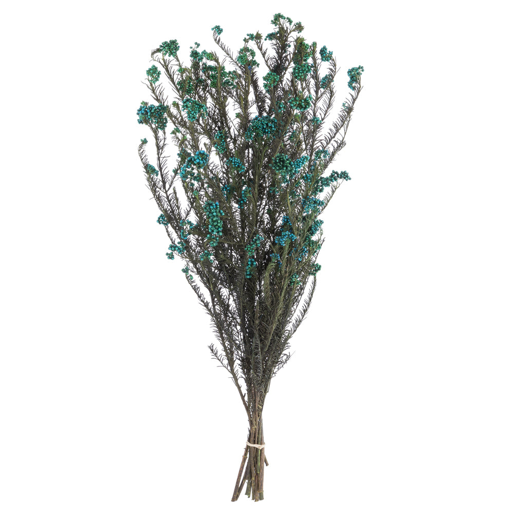 Vickerman 16" Blue Rice Flower. Comes in a 4.25 oz Bundle. Preserved