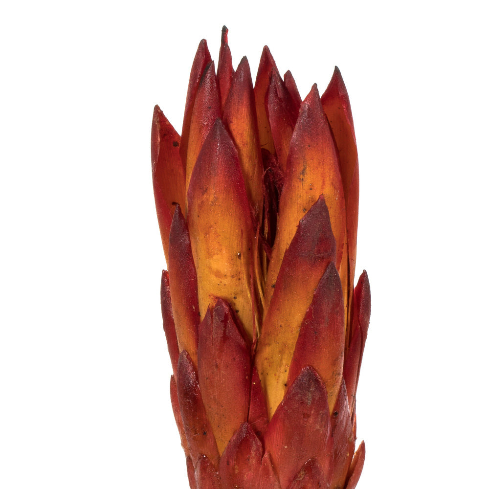 Vickerman 8-12" Red (Natural) Repens - Natural Stem - Bulk case 180 pieces Dried