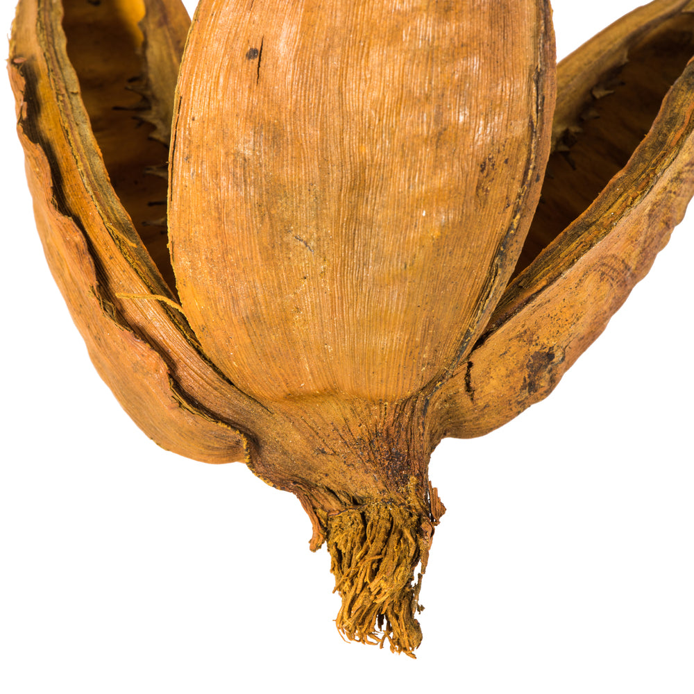 Vickerman 16" Aspen Gold Sora Pod attached to a Wood Stem.  Includes 5 Stems per Pack Dried
