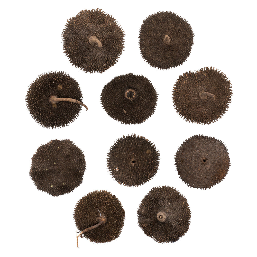 Vickerman Spiny Discs Natural 10 pc bag (CPD-18)