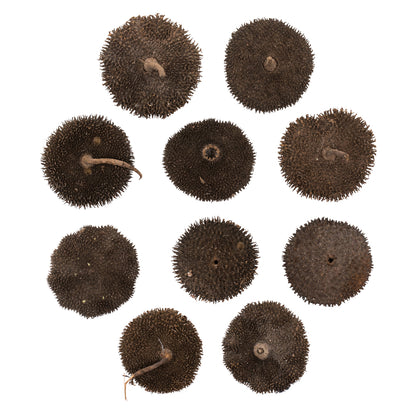 Vickerman Spiny Discs Natural 10 pc bag (CPD-18)
