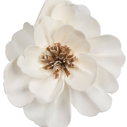 Vickerman Natural Botanicals 4" Natural Dried Anemone Sola Flower on 12" wire stem- 12 stem/polybag.