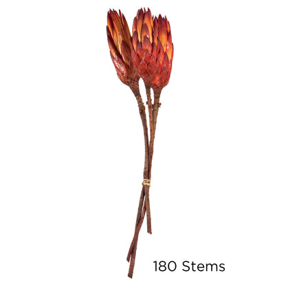 Vickerman 8-12" Red (Natural) Repens - Natural Stem - Bulk case 180 pieces Dried