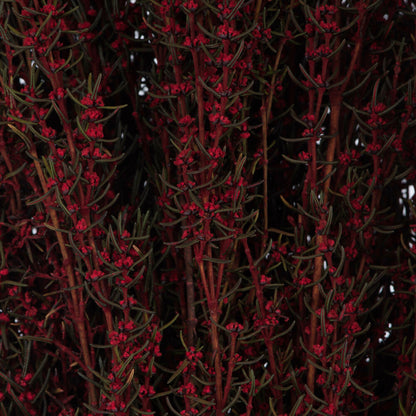 Vickerman 22-26" Red Grabia 5-6 oz Bundle Preserved