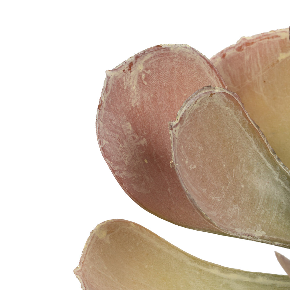 Vickerman 8.5" Artificial Assorted Echeveria Stems 6 per Bag