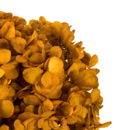 Vickerman 15" Aspen Gold Hydrangea with Multiple Branch Segments. Preserved