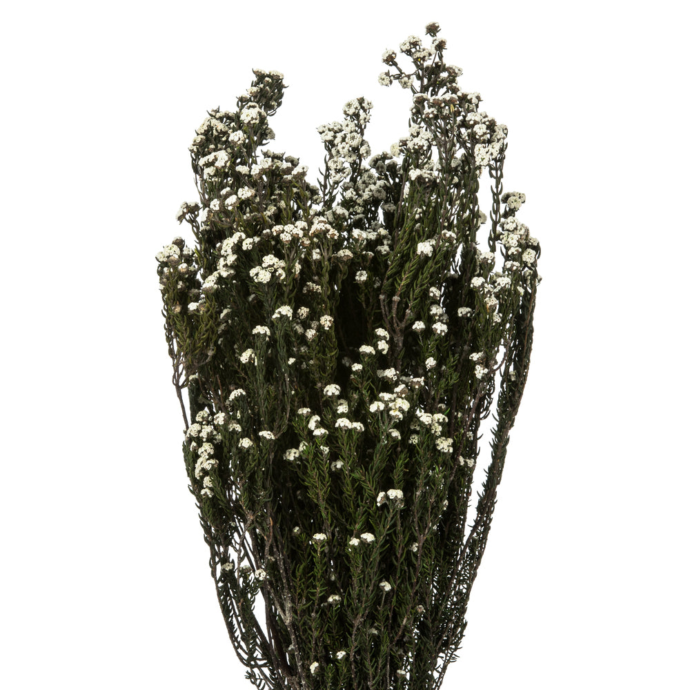 Vickerman 12-22" Natural White Phylica Bundle. Includes 10 oz (2 -5oz Bundles) Preserved