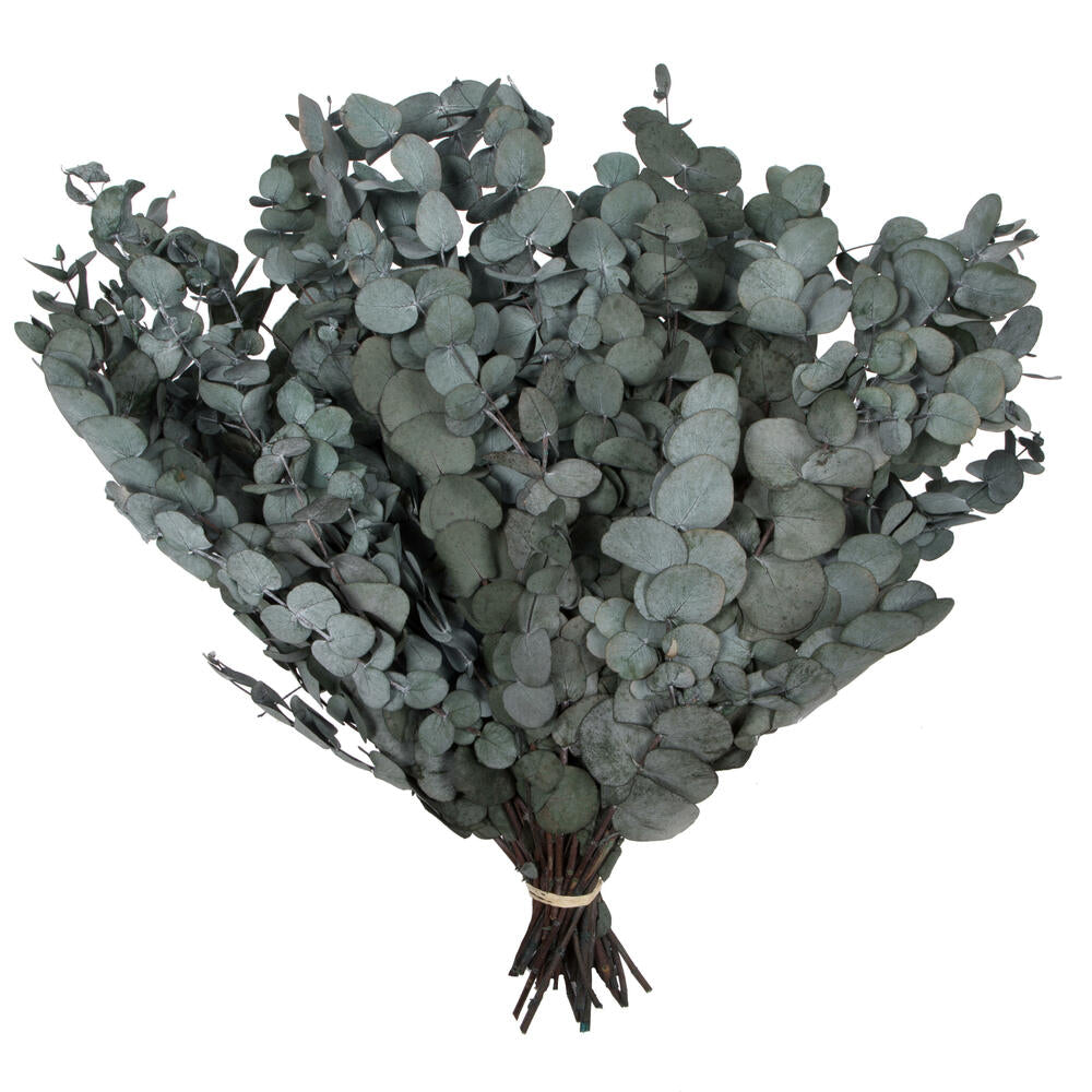 Vickerman Natural Botanicals 18-20" x 9" Eucalyptus Spiral Green 1 lb bundle