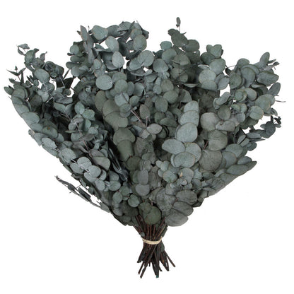 Vickerman Natural Botanicals 18-20" x 9" Eucalyptus Spiral Green 1 lb bundle