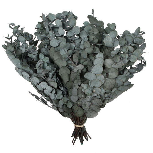 Vickerman Natural Botanicals 18-20" x 9" Eucalyptus Spiral Green 1 lb bundle