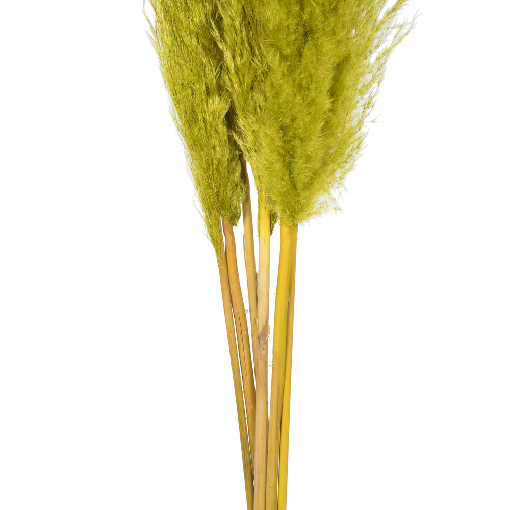 Vickerman 46" Dried Light Basil Green Pampas 6 pack. It includes two stems. Recommended for Indoor.