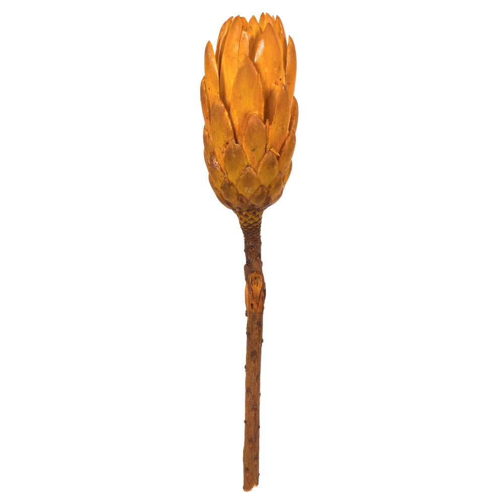 Vickerman 8-12" Aspen Gold Repens - Natural Stem -Bulk case 180 pieces Dried