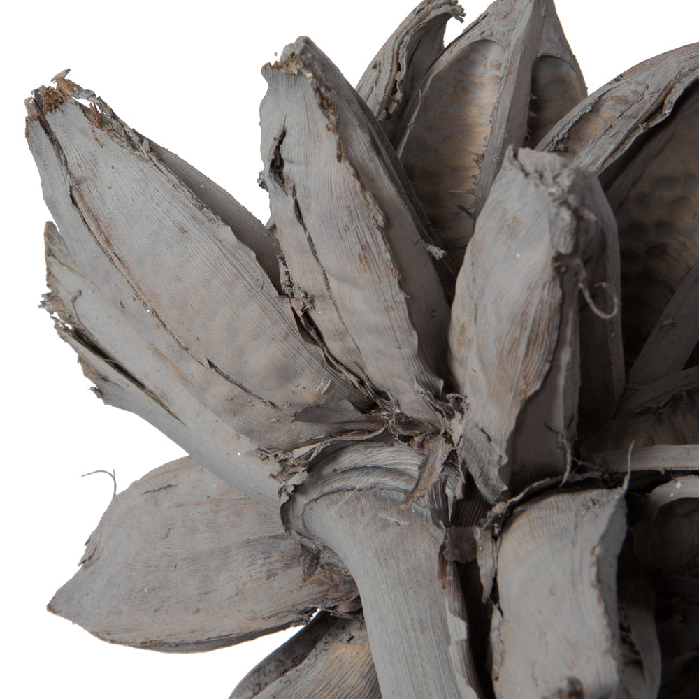 Vickerman 12-16" Gray Wash Star Pod Extra Large Dried